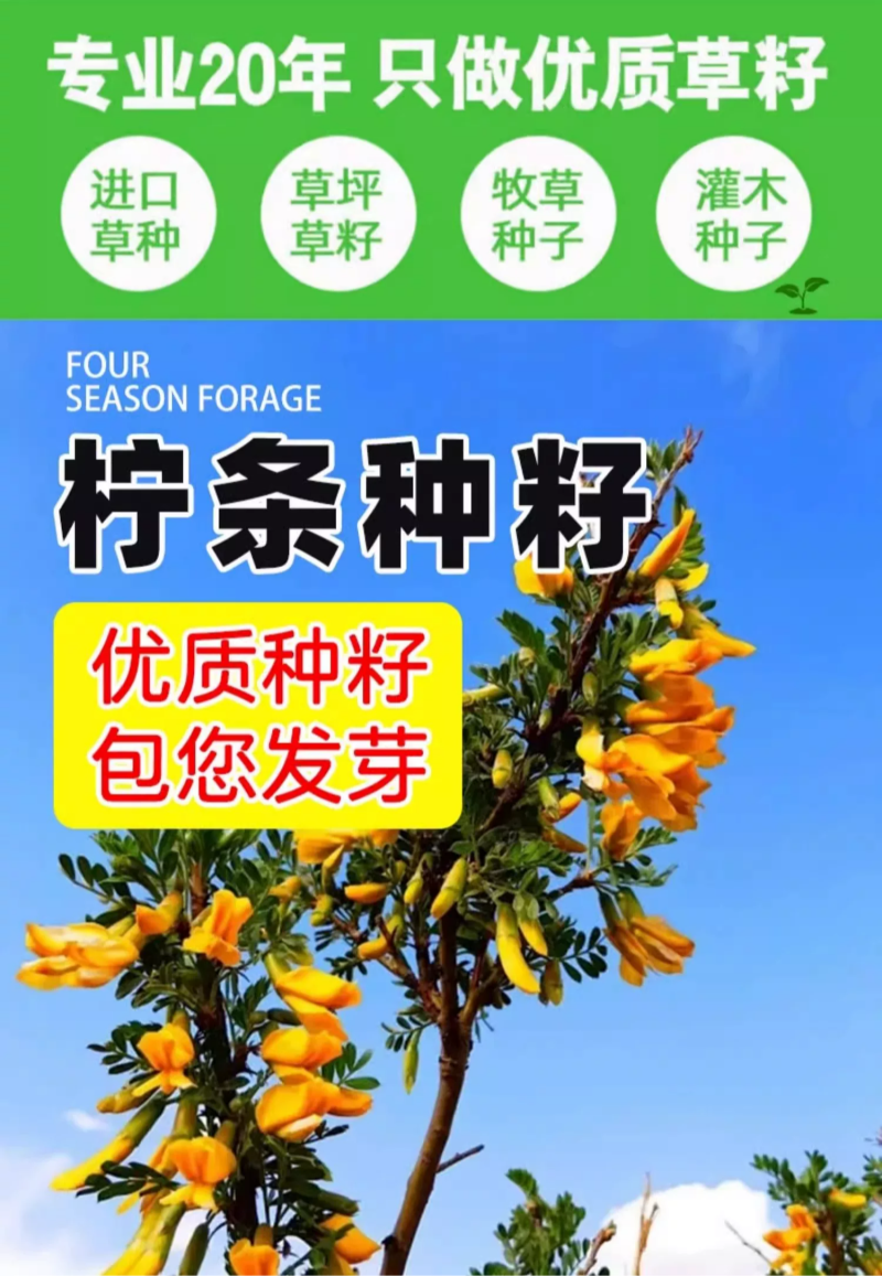 柠条种子紫穗槐种子灌木绿肥新种子山林绿化耐寒耐旱耐贫瘠
