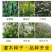 柠条种子紫穗槐种子灌木绿肥新种子山林绿化耐寒耐旱耐贫瘠