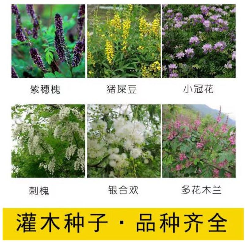 柠条种子紫穗槐种子灌木绿肥新种子山林绿化耐寒耐旱耐贫瘠