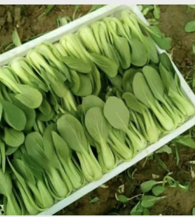 湖北基地自己种的上海青小油菜小白菜大量有货欢迎来电