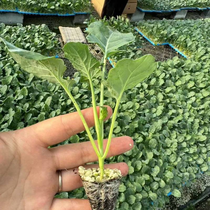 寿光西兰花种苗，耐寒优秀高产根系发达成活率高