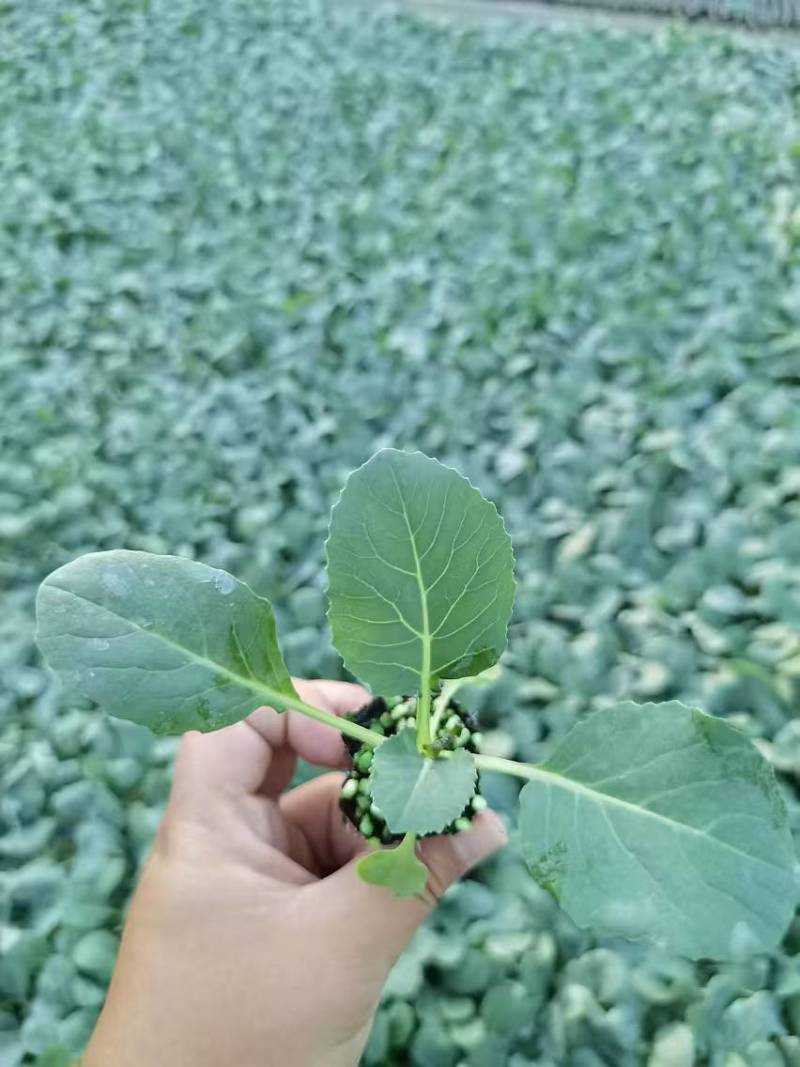 有机花菜苗菜花苗易成活现货现发山东种苗基地