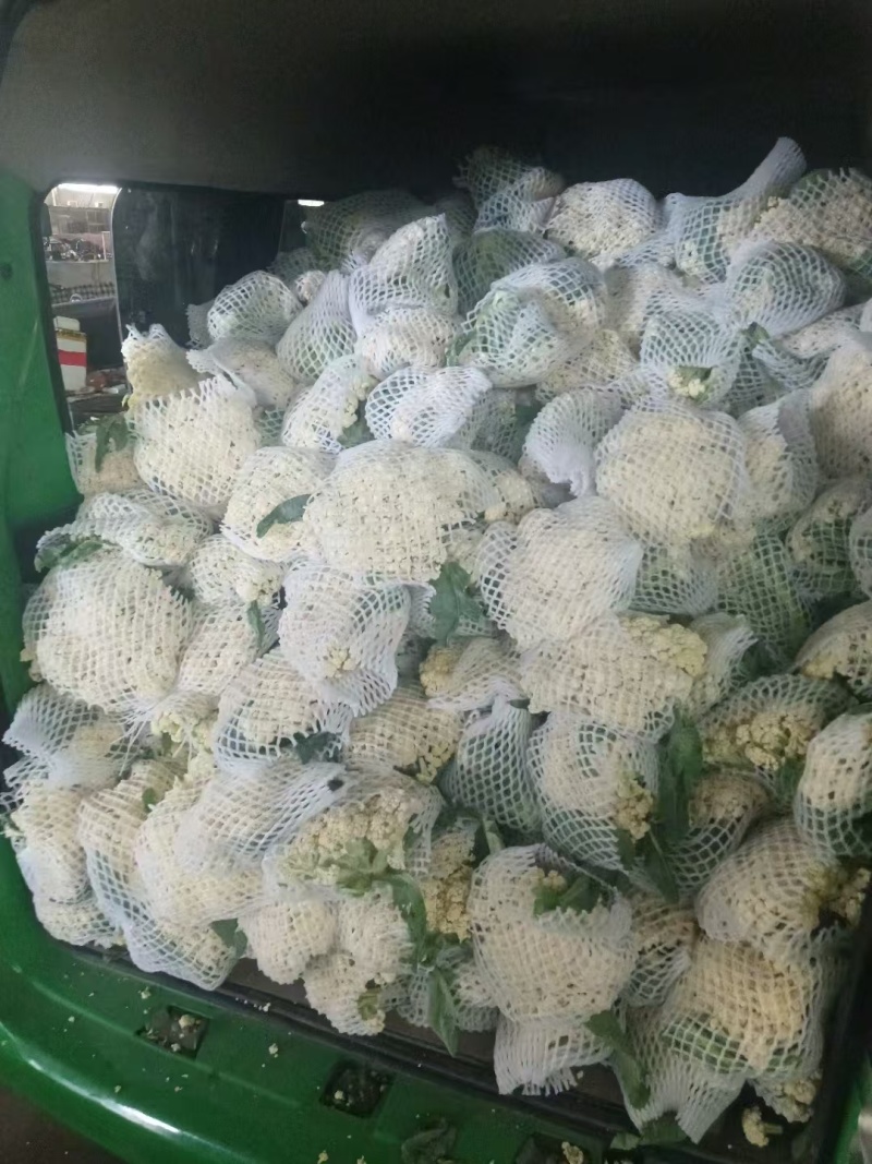 有机花菜苗菜花苗易成活现货现发山东种苗基地