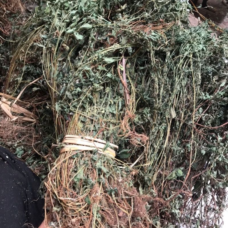 野生雾水葛1公斤全草带根干品糯米藤脓见消全草新货上市