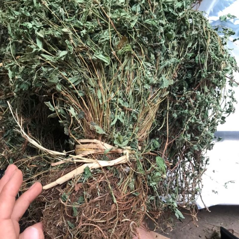 野生雾水葛1公斤全草带根干品糯米藤脓见消全草新货上市