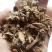 蒲黄根1公斤蒲笋蒲儿根水烛香蒲根东方香蒲根
