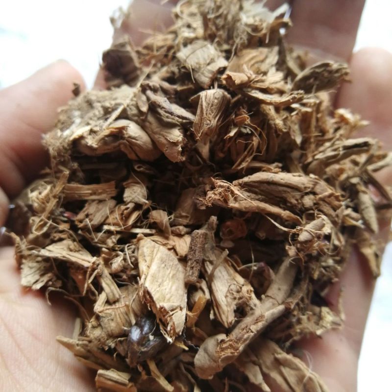 蒲黄根1公斤蒲笋蒲儿根水烛香蒲根东方香蒲根