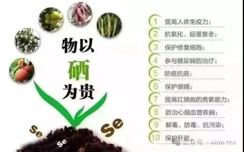 恩施藤茶压缩片