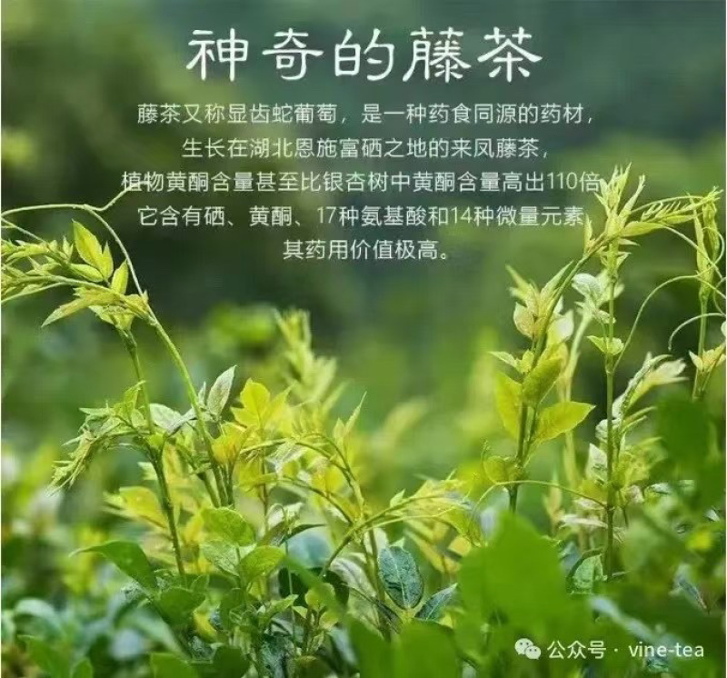 恩施藤茶压缩片