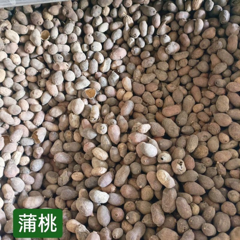 中药材藏蒲桃1公斤蒙药材藏药材蒲桃子乌墨羊屎果乌