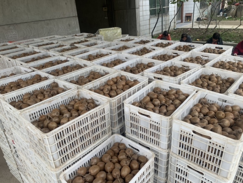 陕西猕猴桃，长期供应大中小果，物美价廉，质量保证