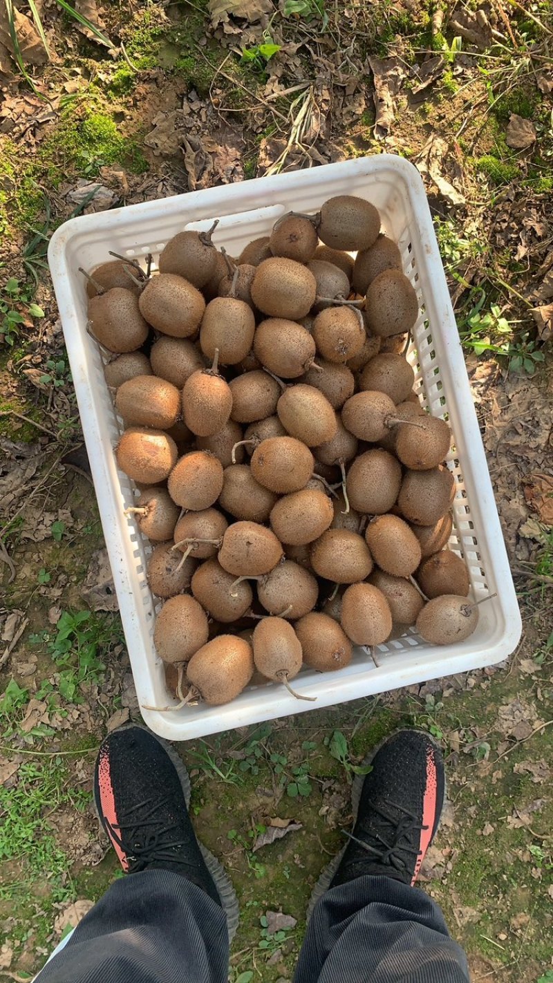 陕西猕猴桃，长期供应大中小果，物美价廉，质量保证