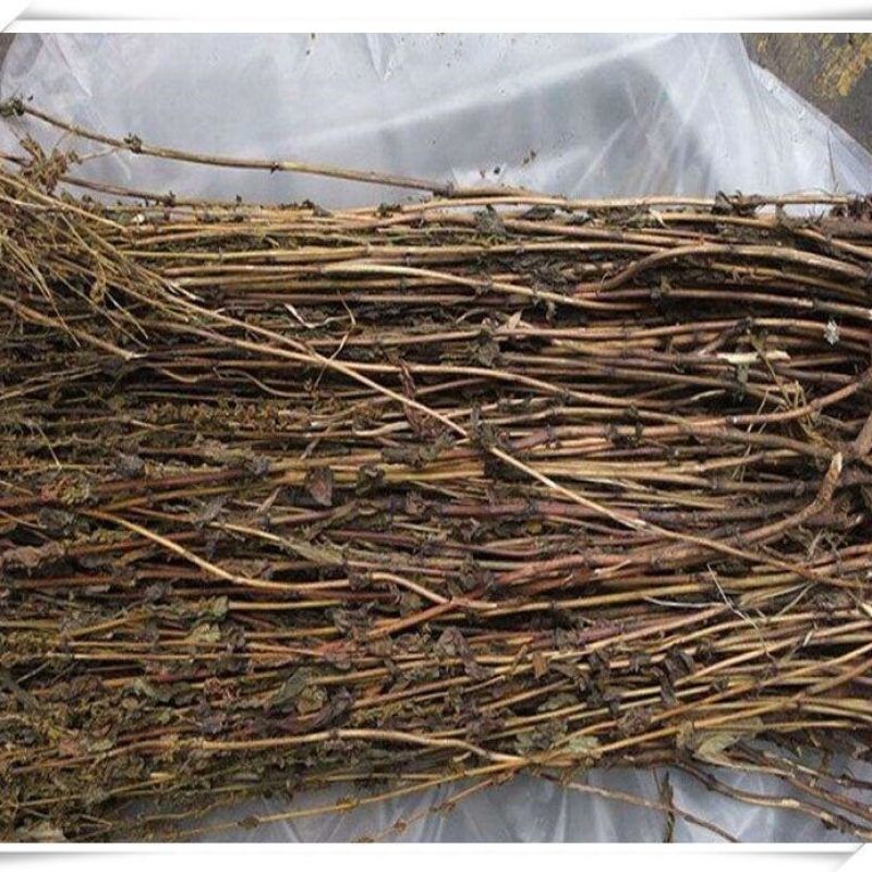藏茵陈正品中药材西藏精选野生臧茵陈泡茶赶黄草天然藏茵陈苦胆草