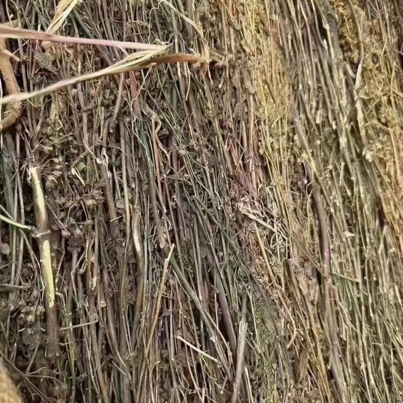 藏茵陈正品中药材西藏精选野生臧茵陈泡茶赶黄草天然藏茵陈苦胆草