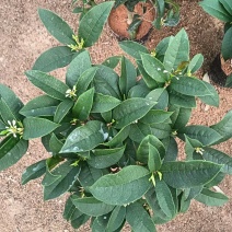 【推荐】桂花/四季桂花/一手货源/视频看货/欢迎咨询
