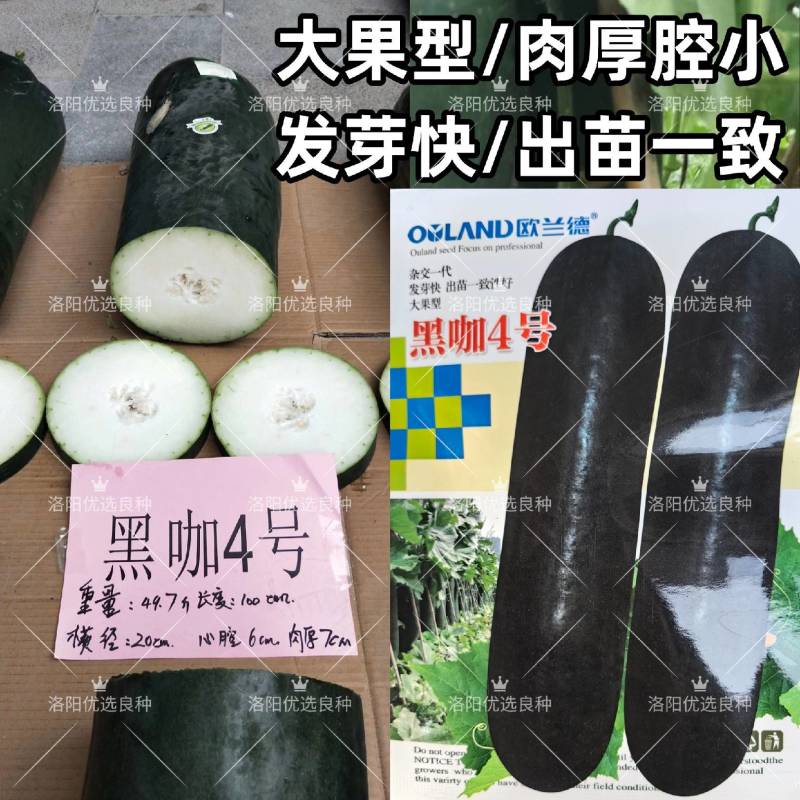 黑咖4号黑皮大冬瓜种子杂交大果耐储存心腔小发芽快冬瓜种子