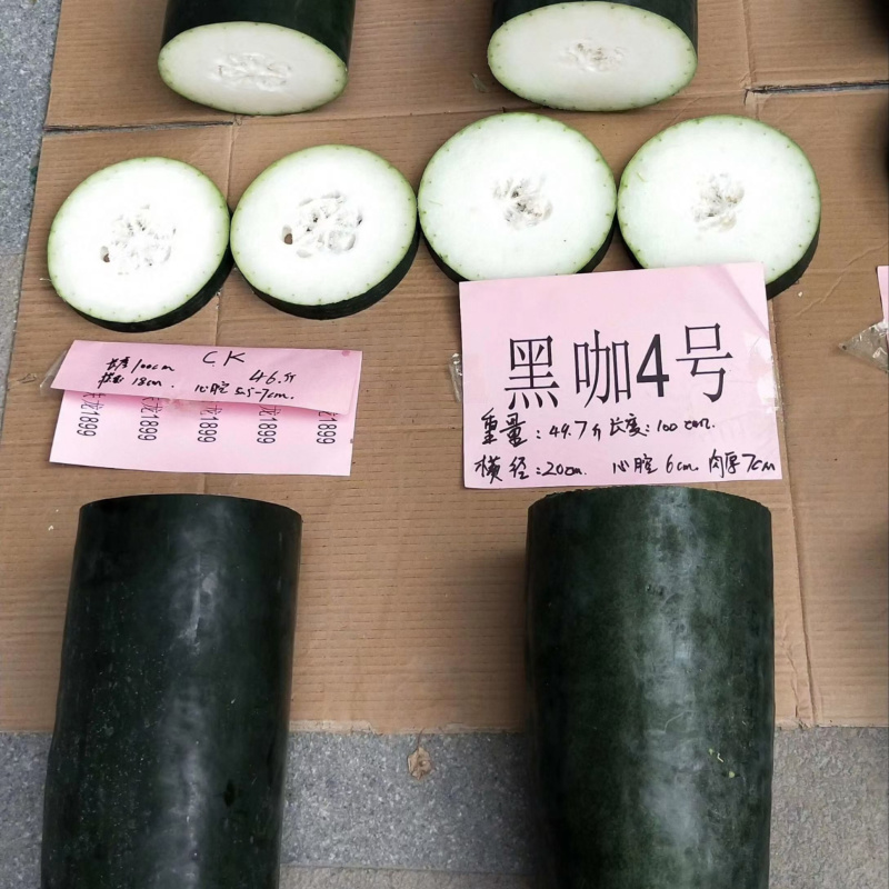 黑咖4号黑皮大冬瓜种子杂交大果耐储存心腔小发芽快冬瓜种子