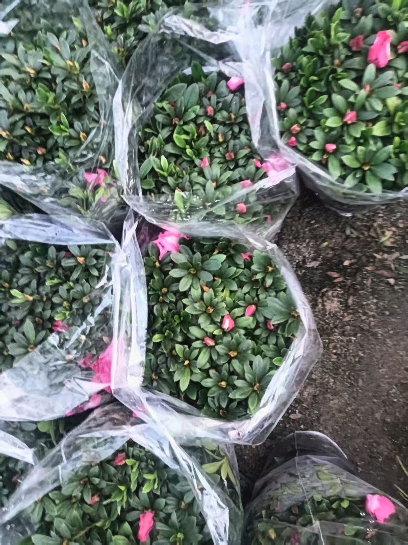 杜鹃花/一手货源/视频看货/量大从优/欢迎咨询