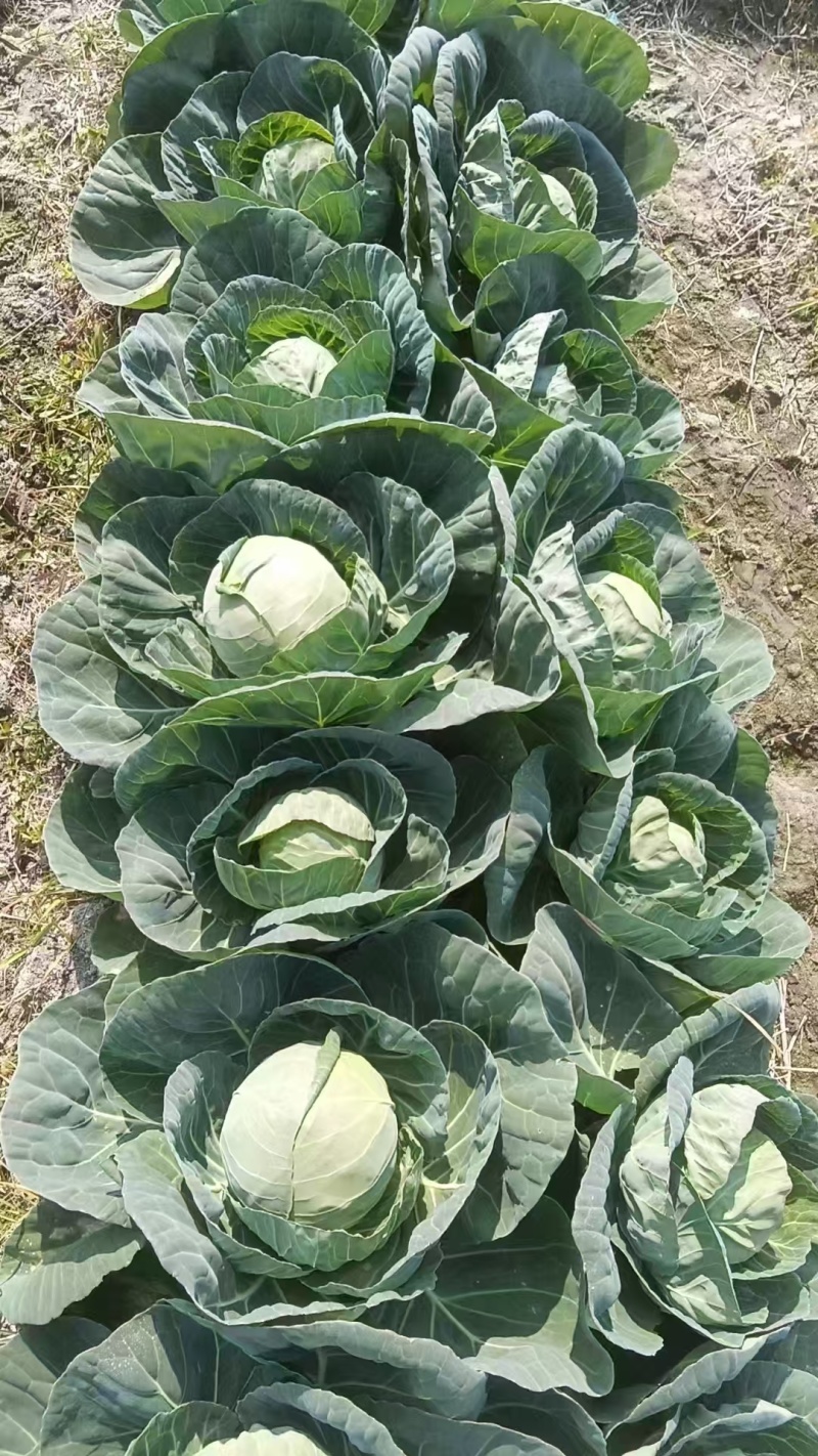 精品甘蓝/圆包菜/湖北包菜/产地批发/供应电商市场
