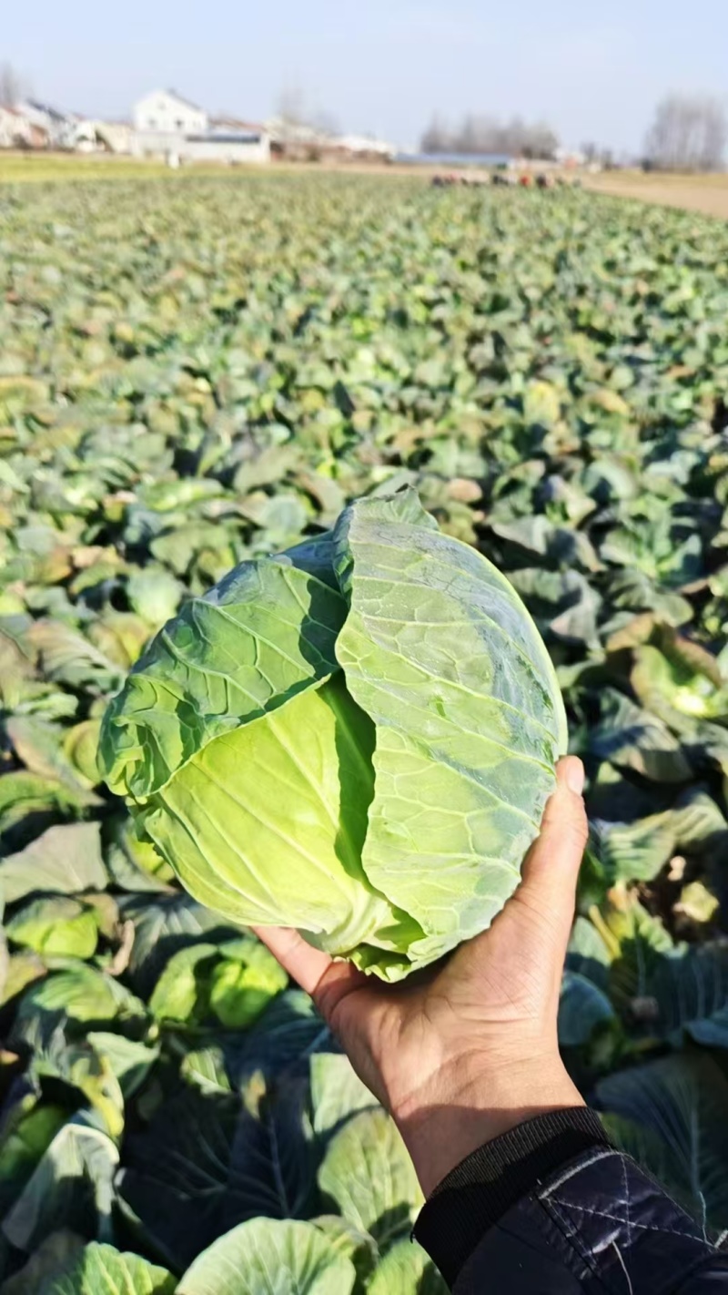 精品甘蓝/圆包菜/湖北包菜/产地批发/供应电商市场