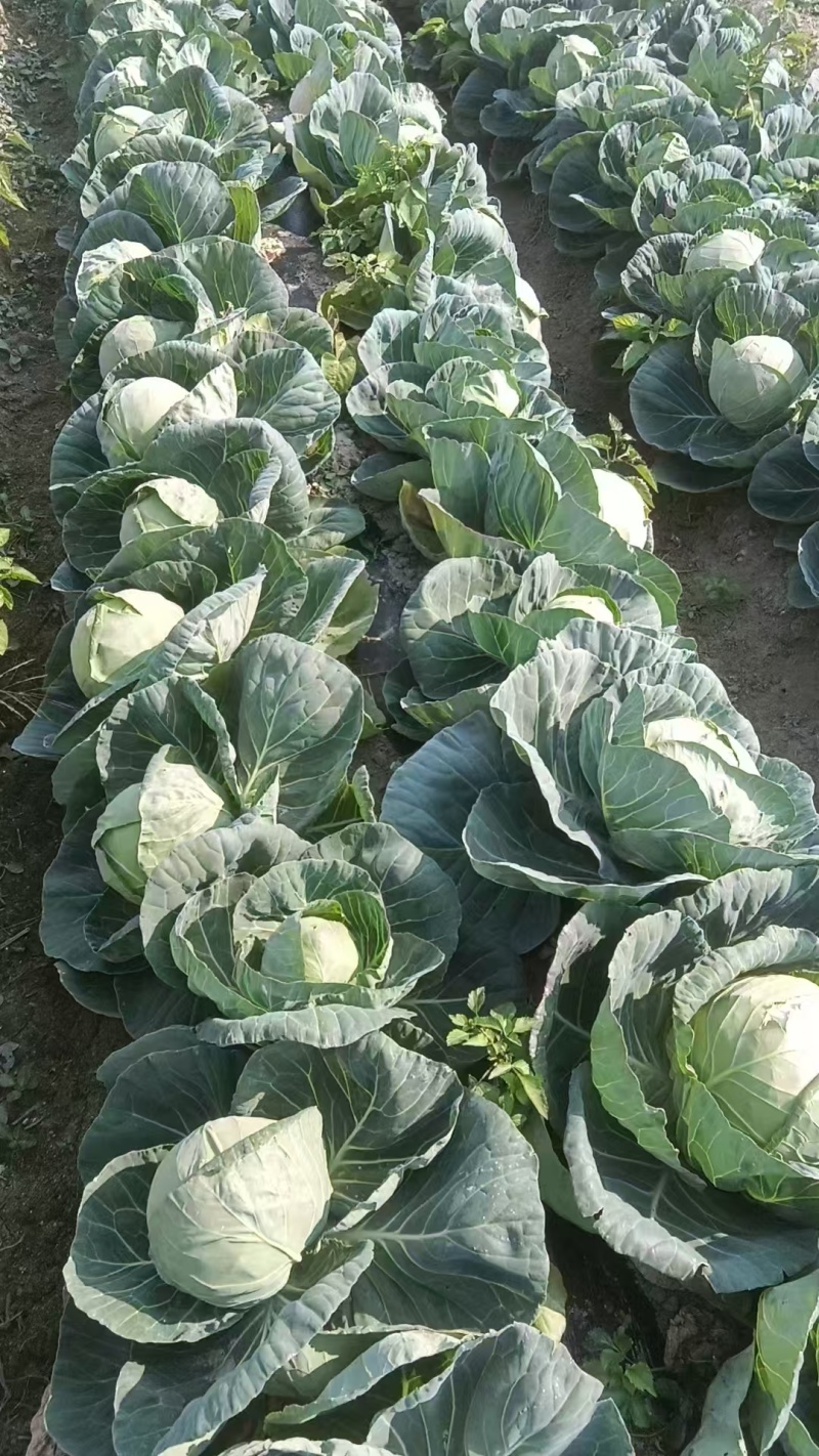 精品甘蓝/圆包菜/湖北包菜/产地批发/供应电商市场