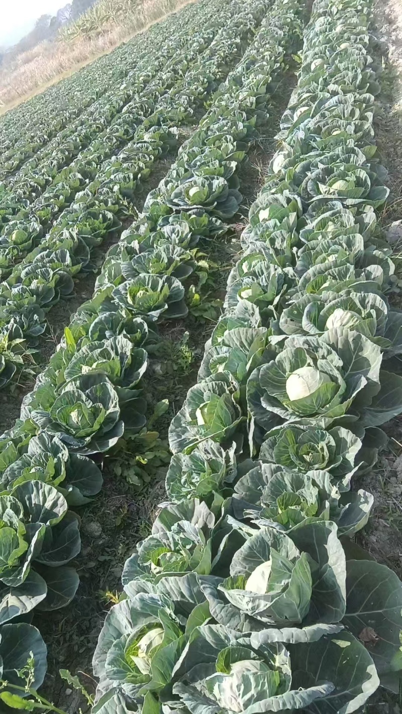 精品甘蓝/圆包菜/湖北包菜/产地批发/供应电商市场