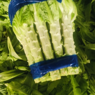 （精品莴苣）三青皮莴苣/泰安莴苣/大棚种植/全国批发代办