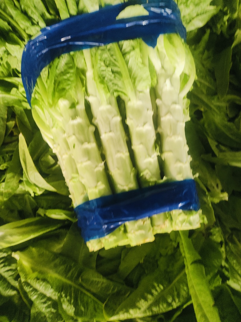 （精品莴苣）三青皮莴苣/泰安莴苣/大棚种植/全国批发代办