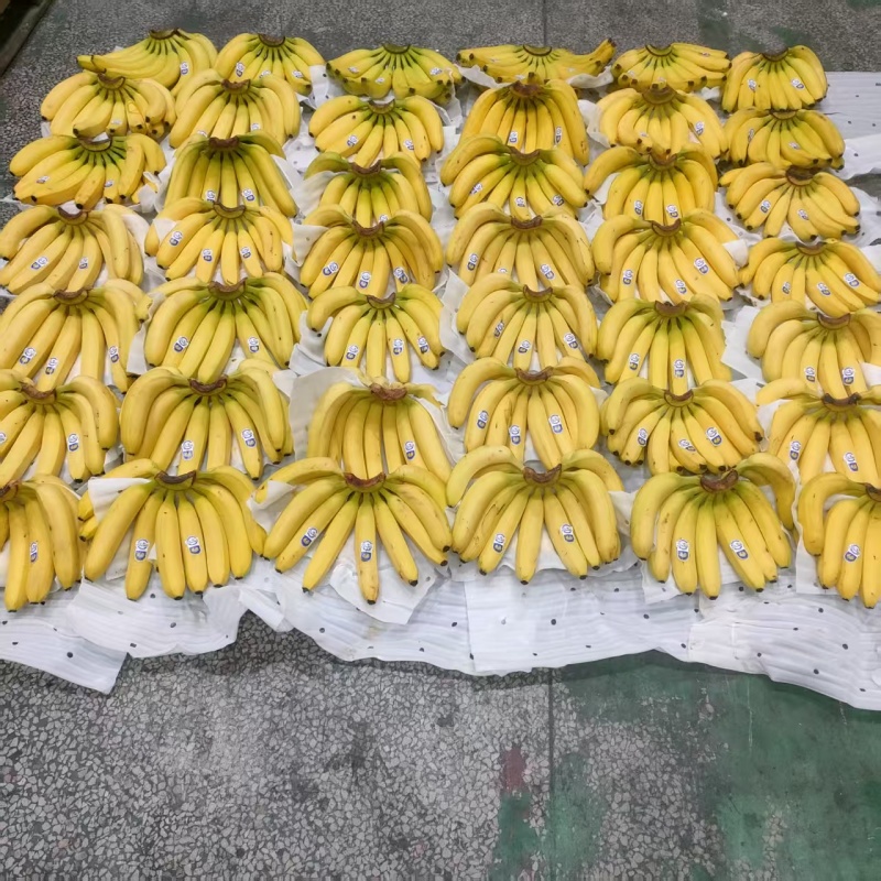 【实力推荐】精品香蕉/进口香蕉/常年供应/视频看货/欢迎