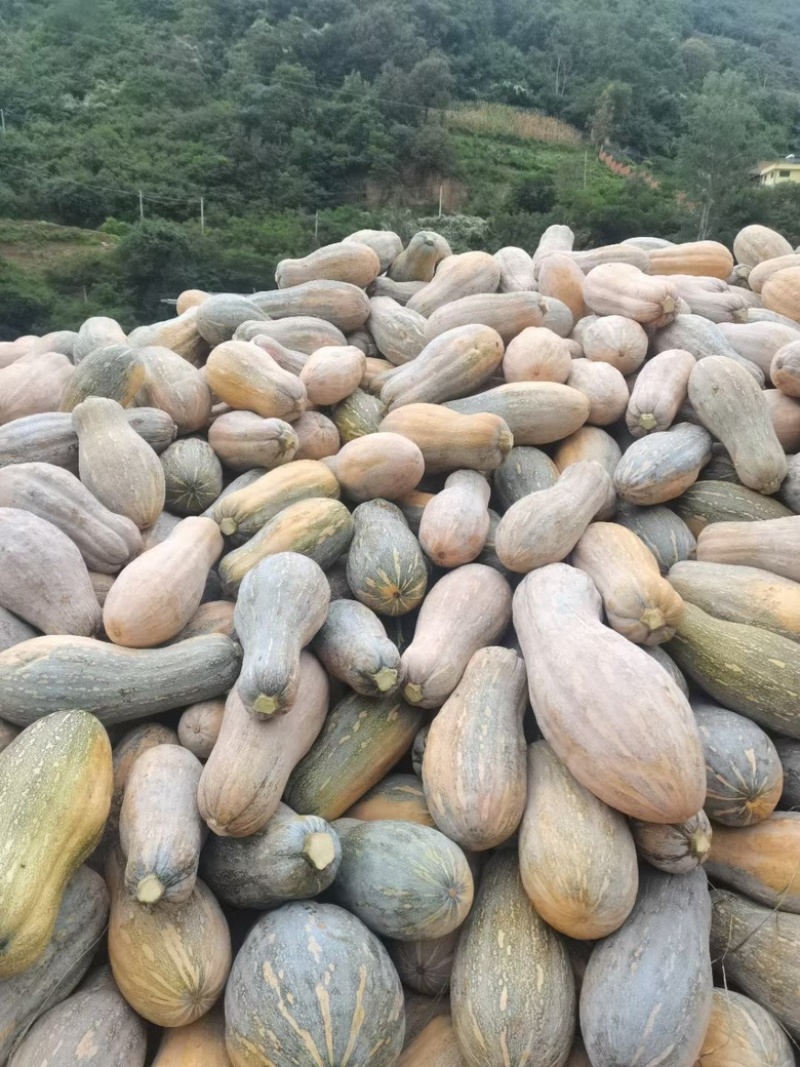 南瓜