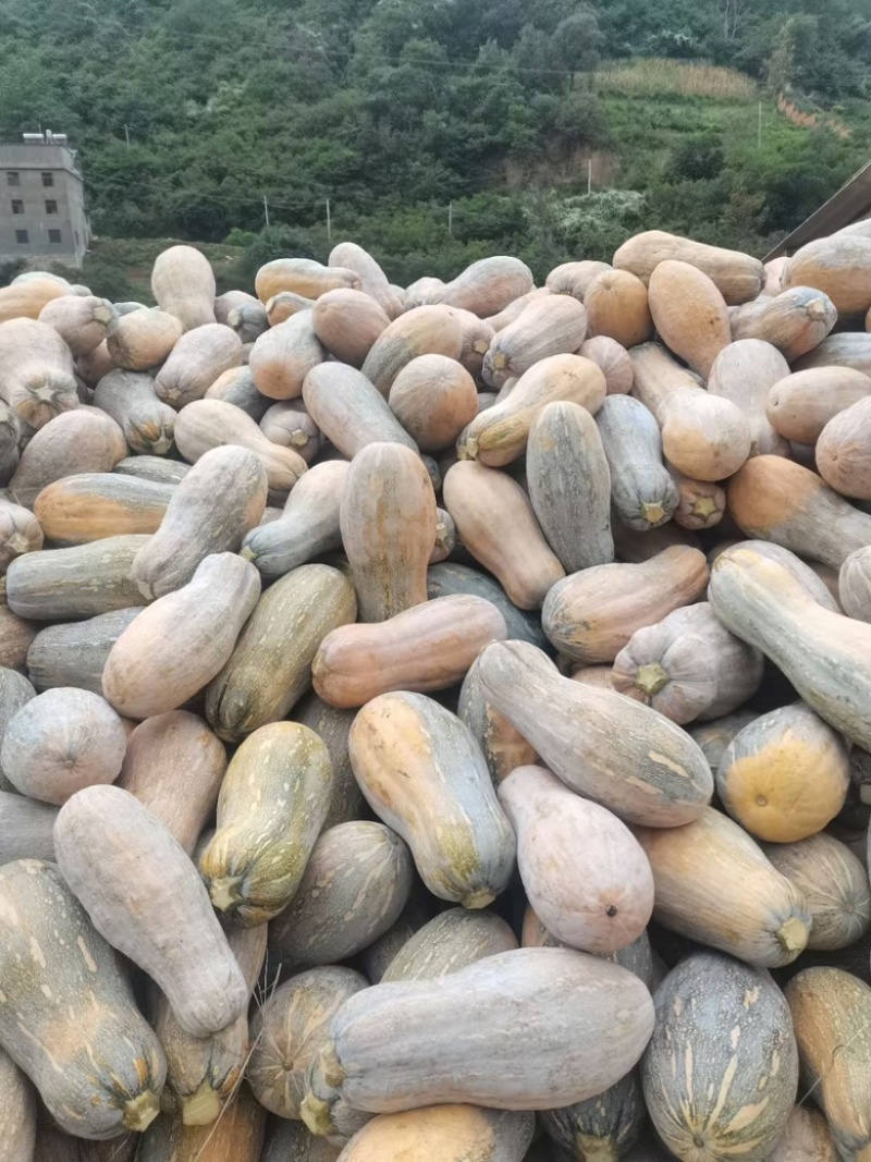 南瓜