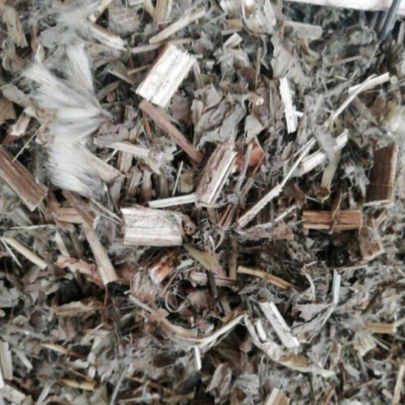 紫花大蓟别名大刺儿菜、大刺盖、山萝卜、刺萝卜大量供应中