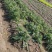 紫花大蓟别名大刺儿菜、大刺盖、山萝卜、刺萝卜大量供应中