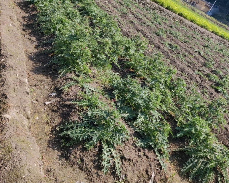紫花大蓟别名大刺儿菜、大刺盖、山萝卜、刺萝卜大量供应中