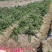 紫花大蓟别名大刺儿菜、大刺盖、山萝卜、刺萝卜大量供应中