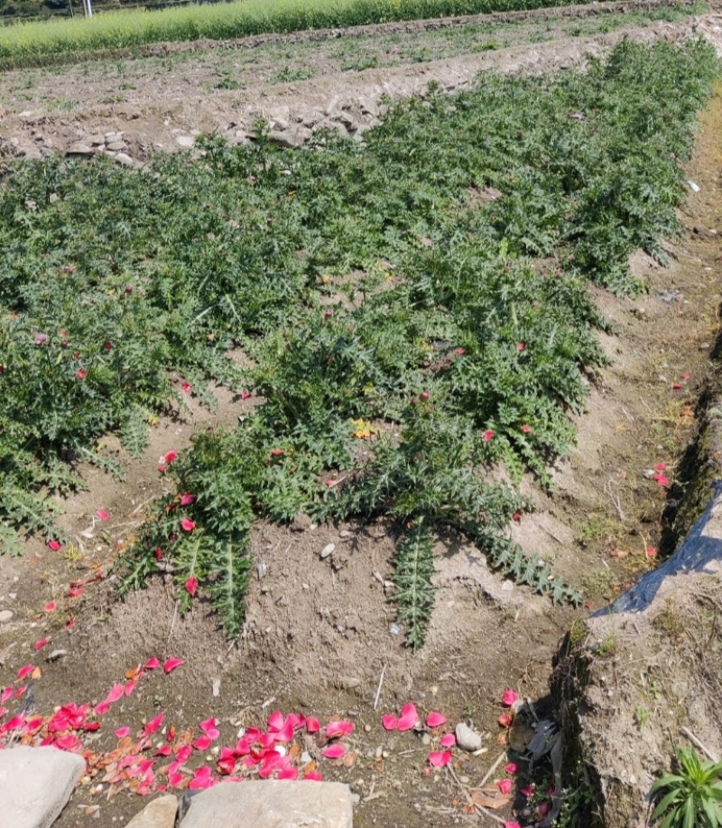 紫花大蓟别名大刺儿菜、大刺盖、山萝卜、刺萝卜大量供应中