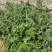 紫花大蓟别名大刺儿菜、大刺盖、山萝卜、刺萝卜大量供应中