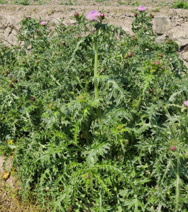 紫花大蓟别名大刺儿菜、大刺盖、山萝卜、刺萝卜大量供应中