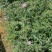 紫花大蓟别名大刺儿菜、大刺盖、山萝卜、刺萝卜大量供应中