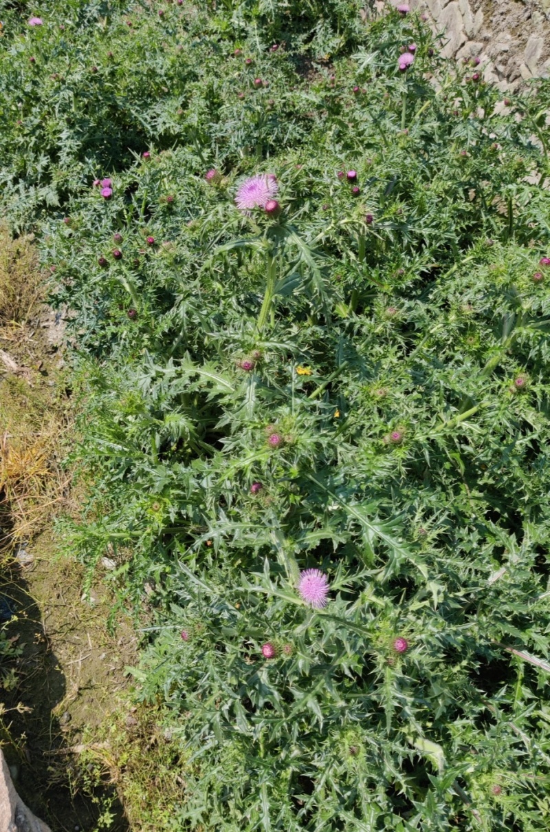 紫花大蓟别名大刺儿菜、大刺盖、山萝卜、刺萝卜大量供应中