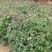 紫花大蓟别名大刺儿菜、大刺盖、山萝卜、刺萝卜大量供应中