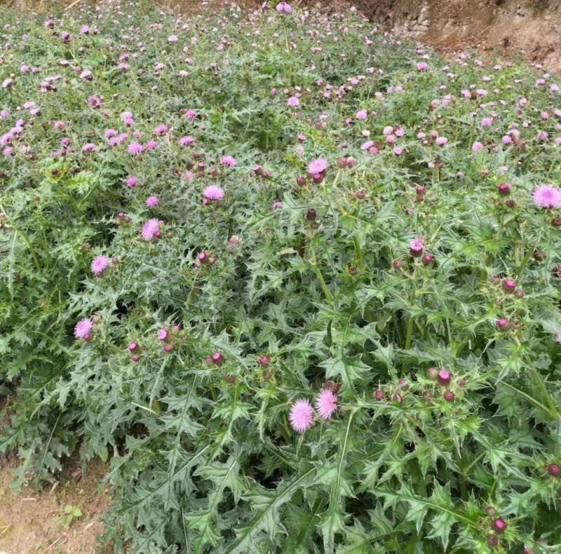 紫花大蓟别名大刺儿菜、大刺盖、山萝卜、刺萝卜大量供应中