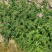 紫花大蓟别名大刺儿菜、大刺盖、山萝卜、刺萝卜大量供应中