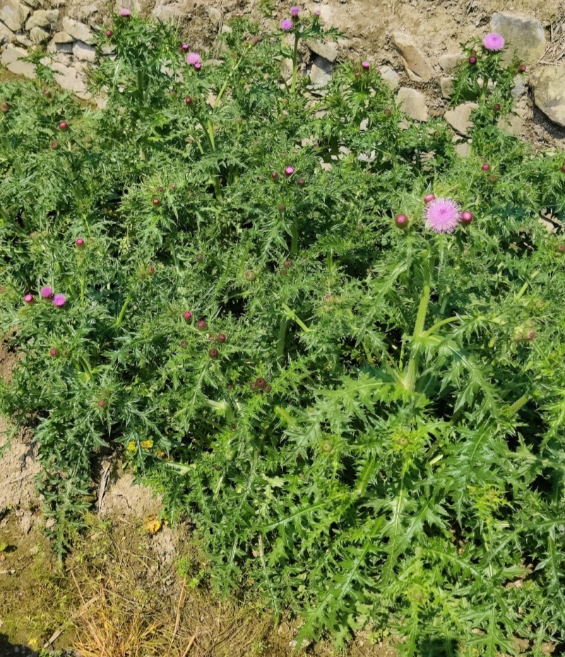 紫花大蓟别名大刺儿菜、大刺盖、山萝卜、刺萝卜大量供应中