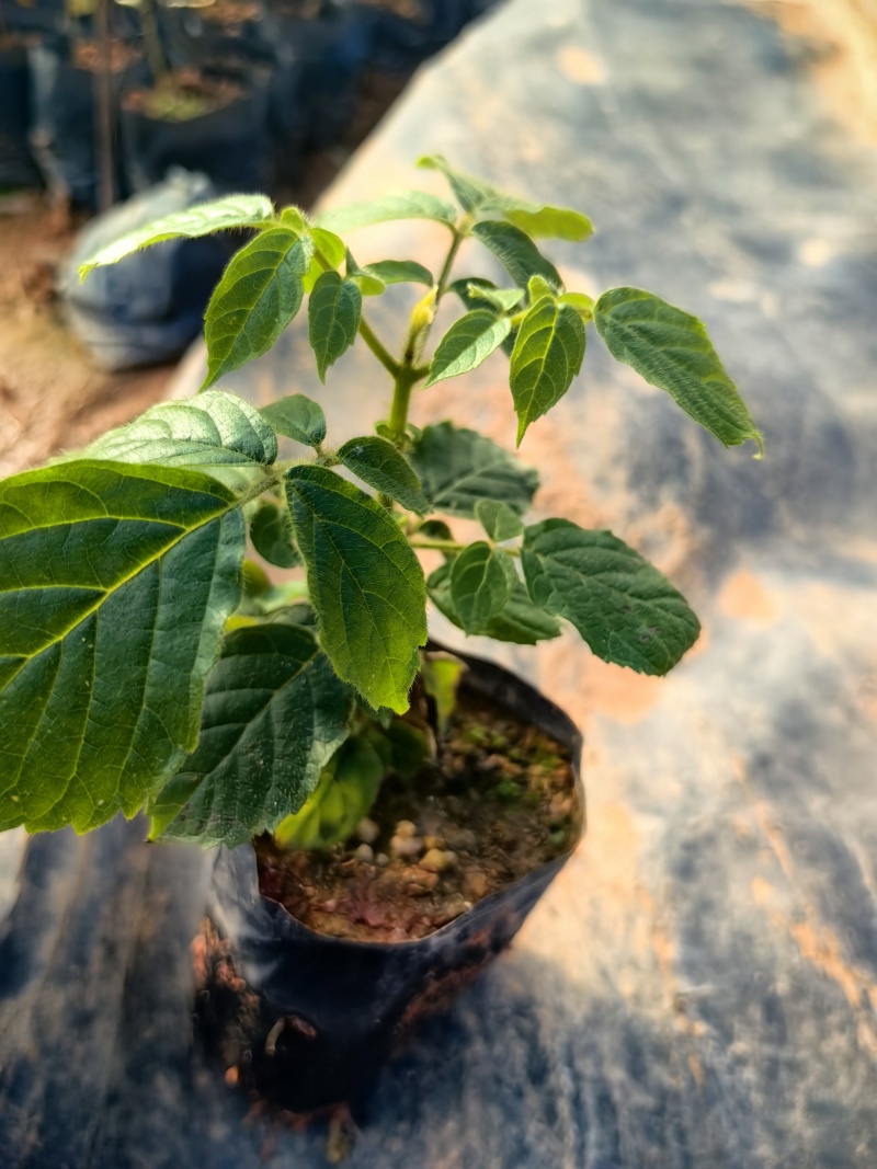 火焰木种苗绿化苗木园林绿化产地直发价格优惠