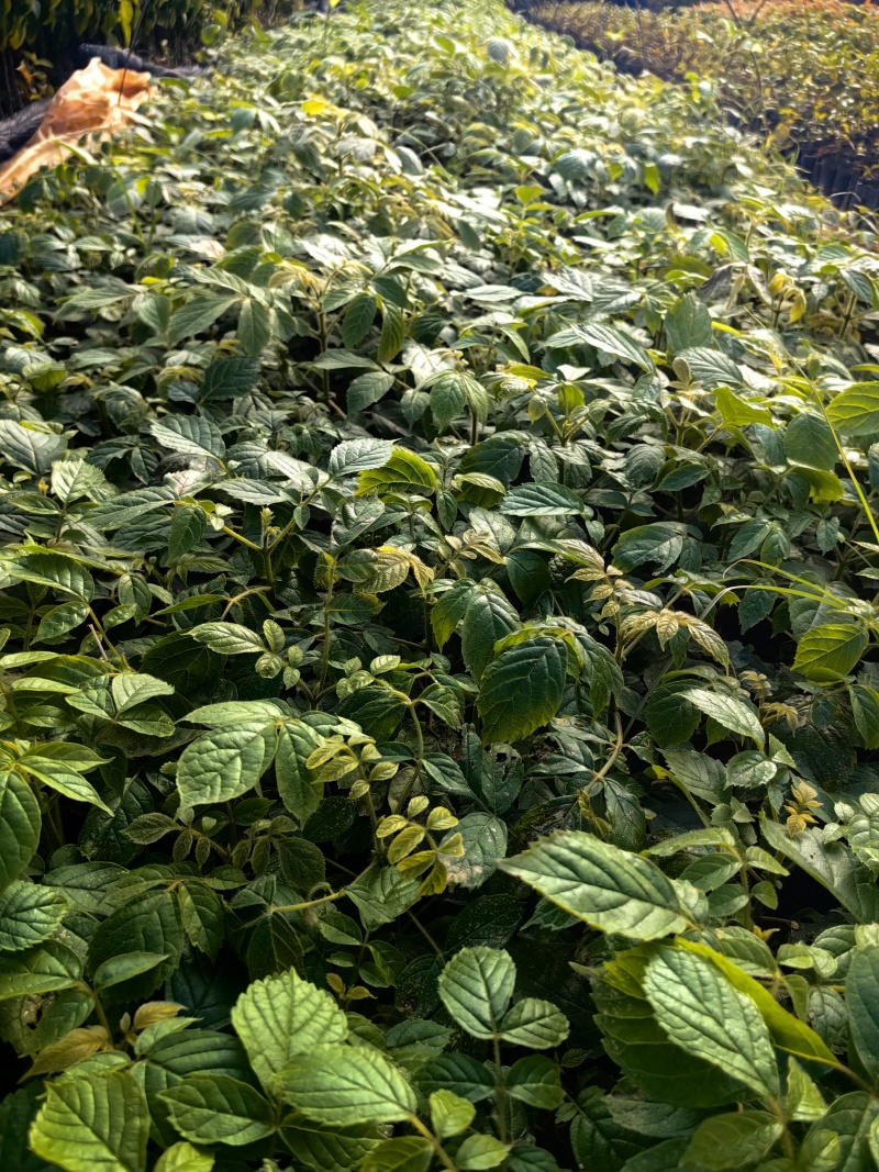 火焰木种苗绿化苗木园林绿化产地直发价格优惠