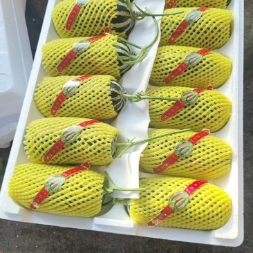 绿宝花蕾博洋61博洋九羊角蜜