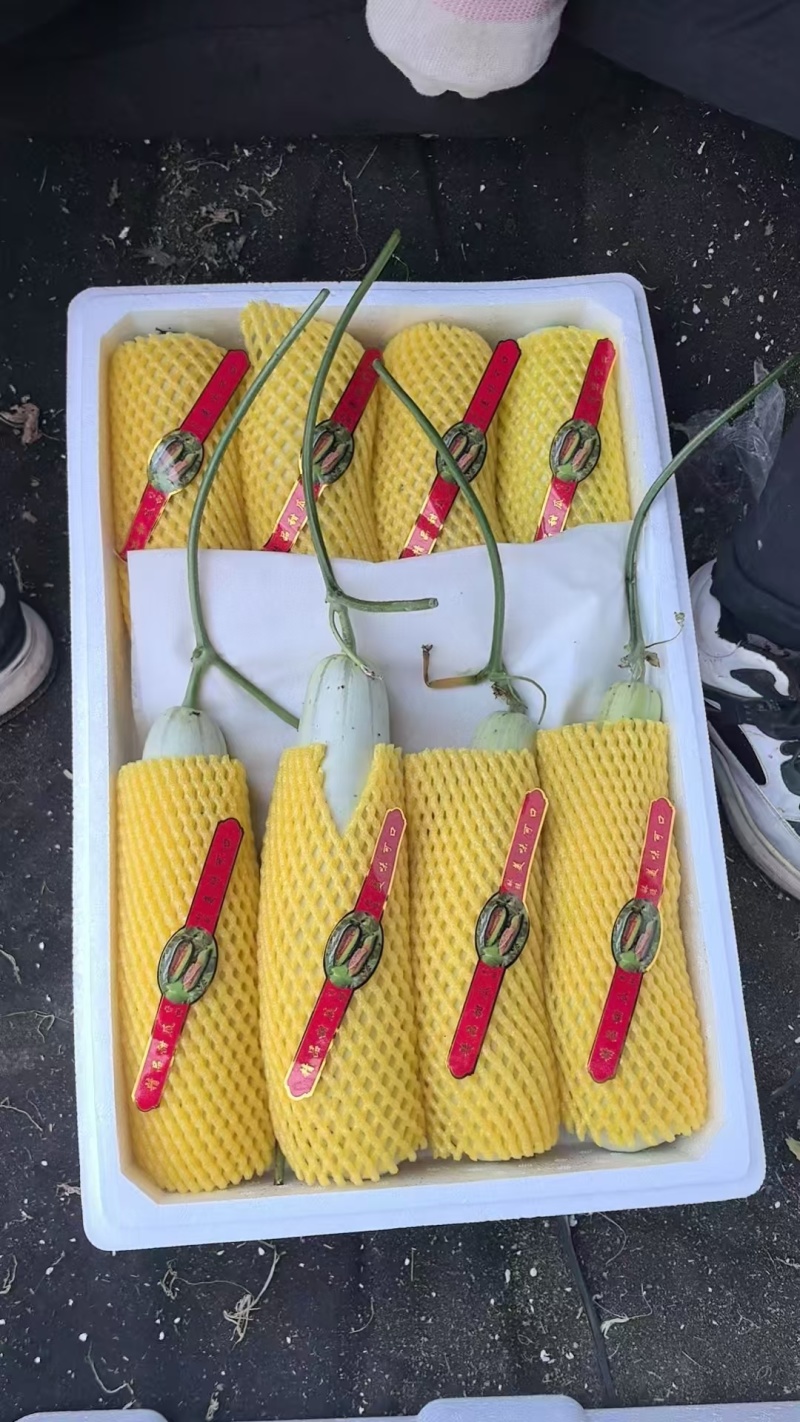 绿宝花蕾博洋61博洋九羊角蜜