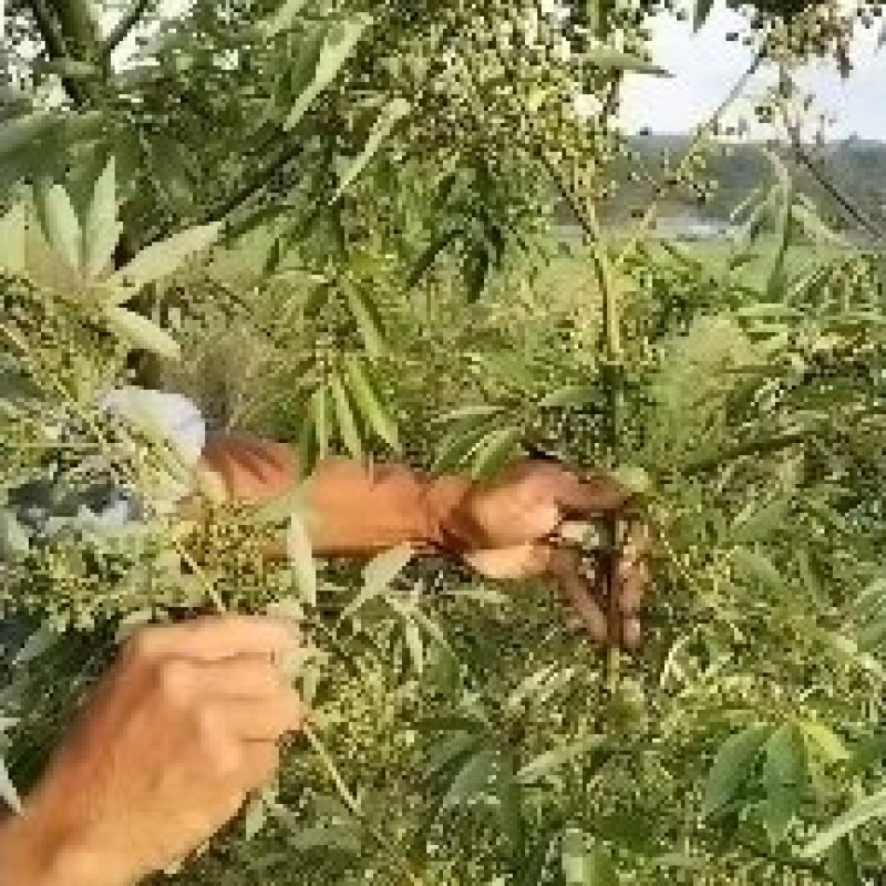 改良，优质木姜子高产苗，谁种植，谁丰收欢迎来电咨询