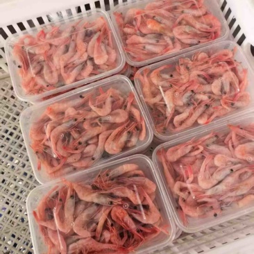 海捕生冻甜虾小红虾海洋虾刺身食材海捕红虾补钙